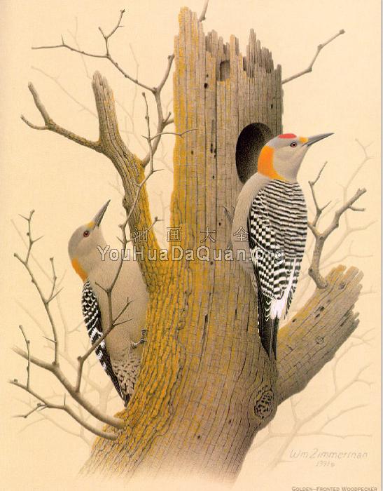 Golden-fronted Woodpecker - 威廉·齐默曼